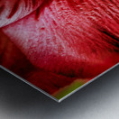 Store Macro 5L3A3569 Metal print