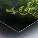 Wildlife 2 Metal print