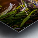 Wildlife 8 Metal print