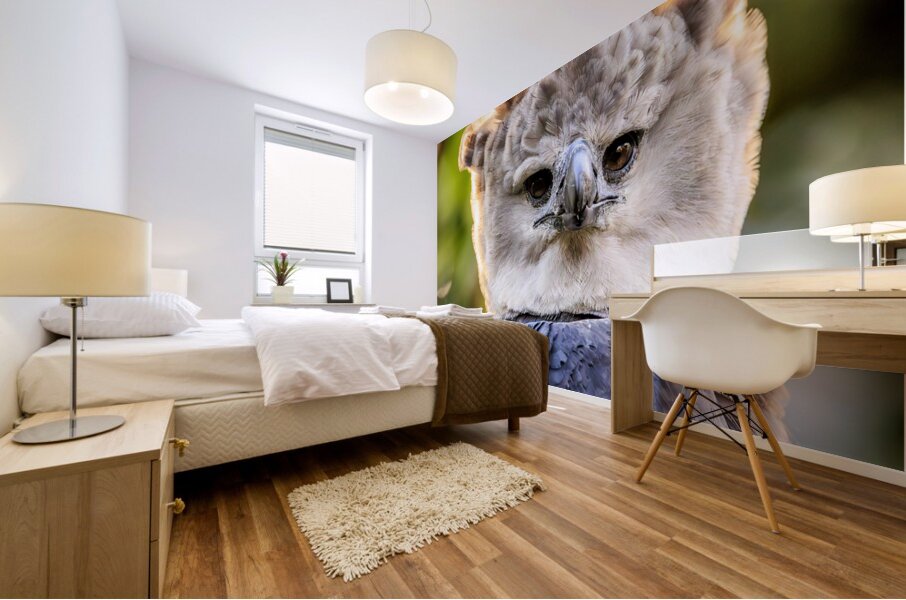 Harpy Eagle Mural print