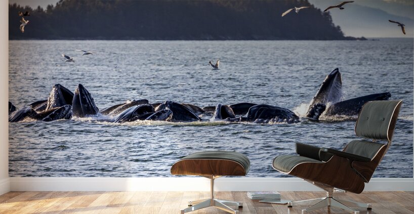 Alaska Whales Wall Murals