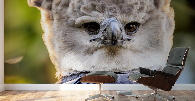 Harpy Eagle Wall Murals