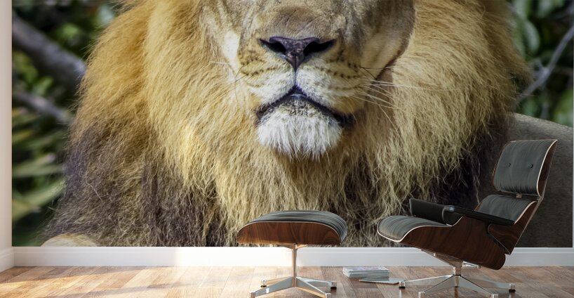 Lion Wall Murals