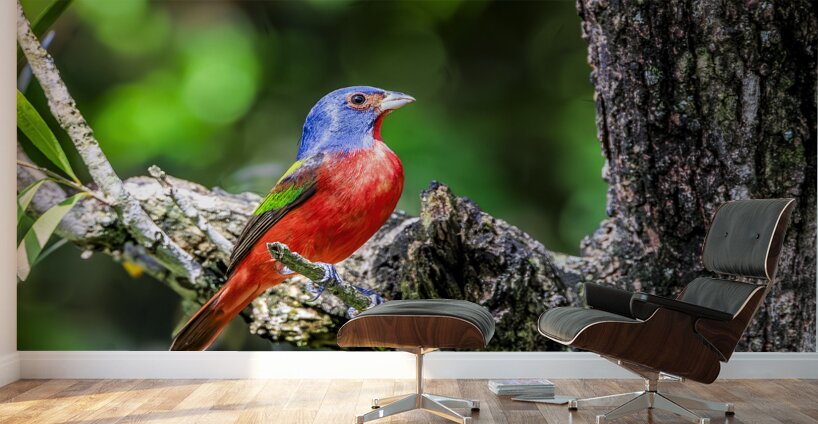 Painted bunting Wall Murals