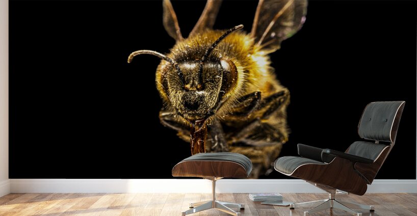 Store Macro 5L3A2752 Wall Murals