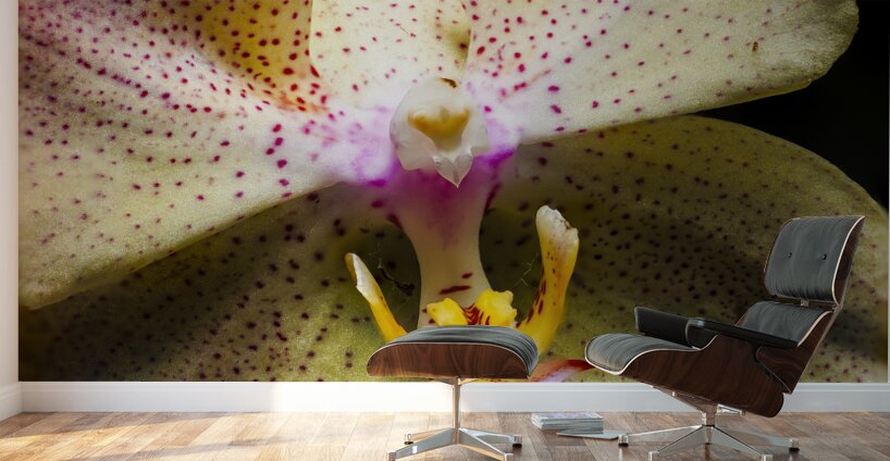 Store Macro 5L3A3617 Wall Murals