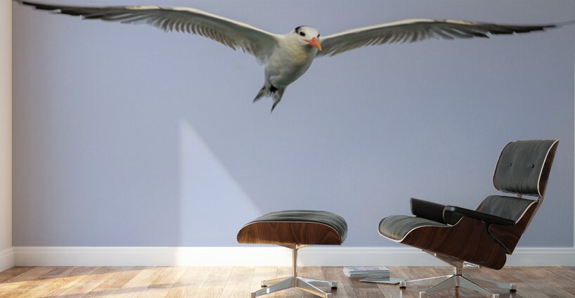 Store Dania Beach AE2A8747 Wall Murals