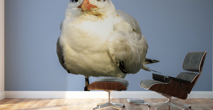 Store Dania Beach AE2A8826 Wall Murals