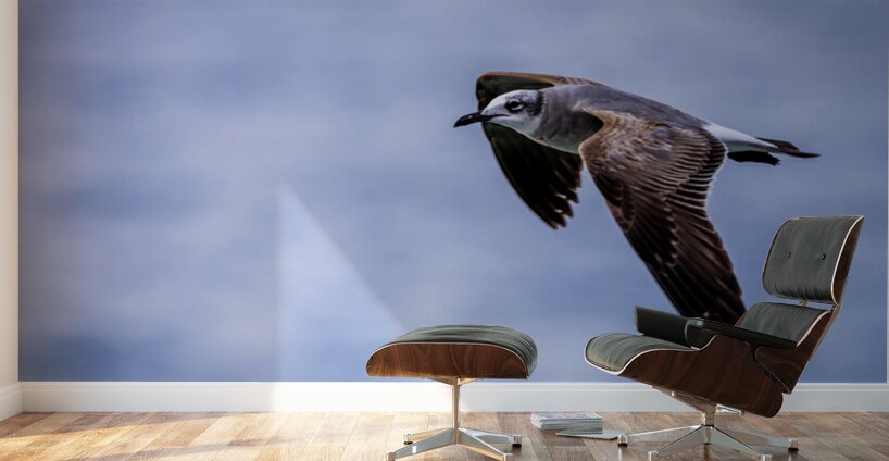 Store Dania Beach AE2A8885 Wall Murals