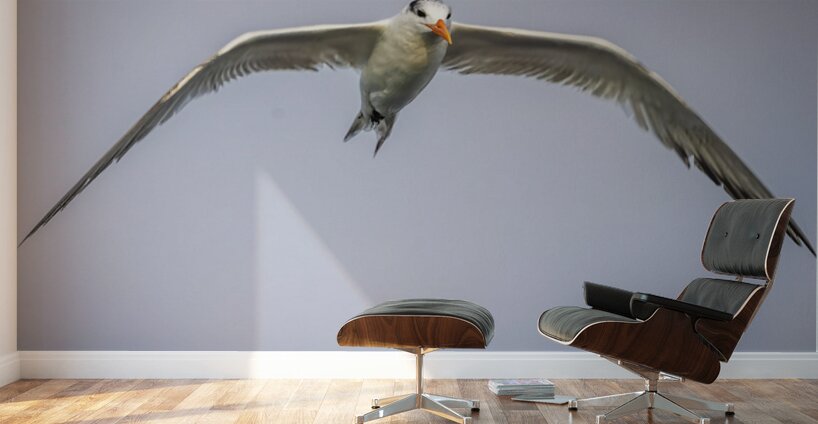 Store Dania Beach AE2A8748 Wall Murals