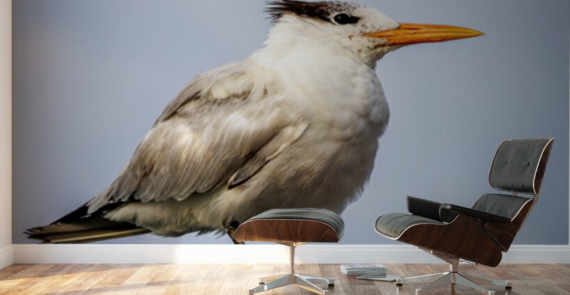 Store Dania Beach AE2A8709 Wall Murals