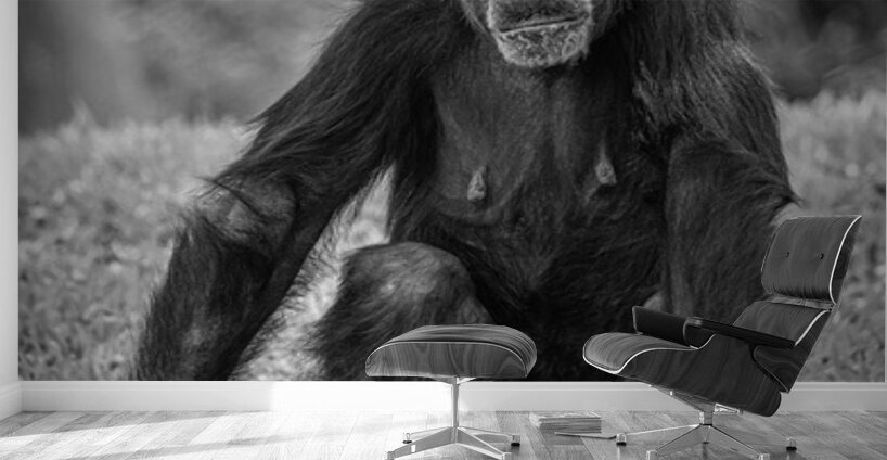 Wildlife 5 Wall Murals