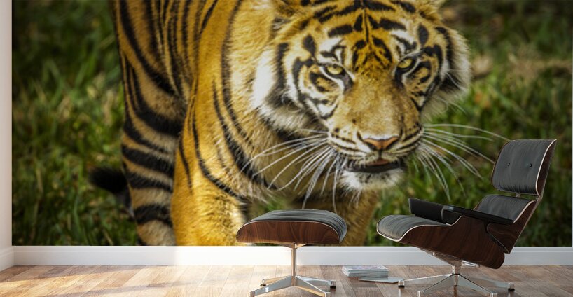 Wildlife 3 Wall Murals