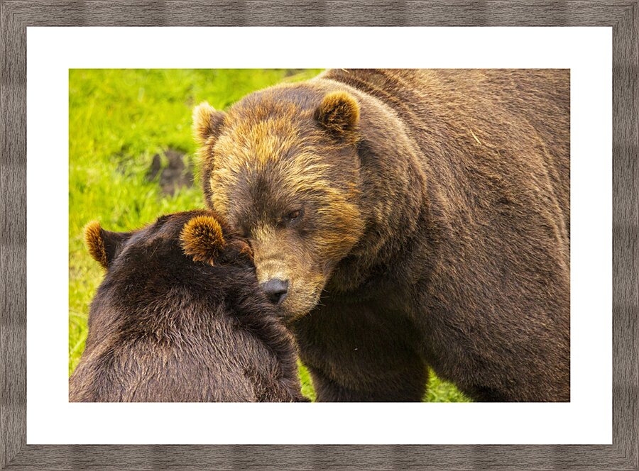 Alaska Bears Picture Frame print