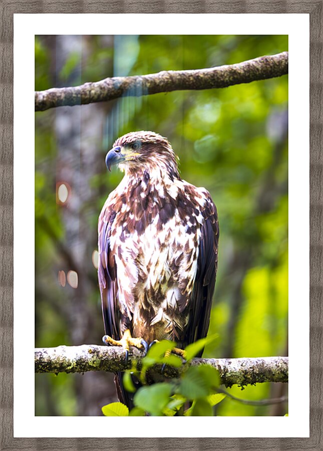 Alaska Juvenile Eagle Picture Frame print
