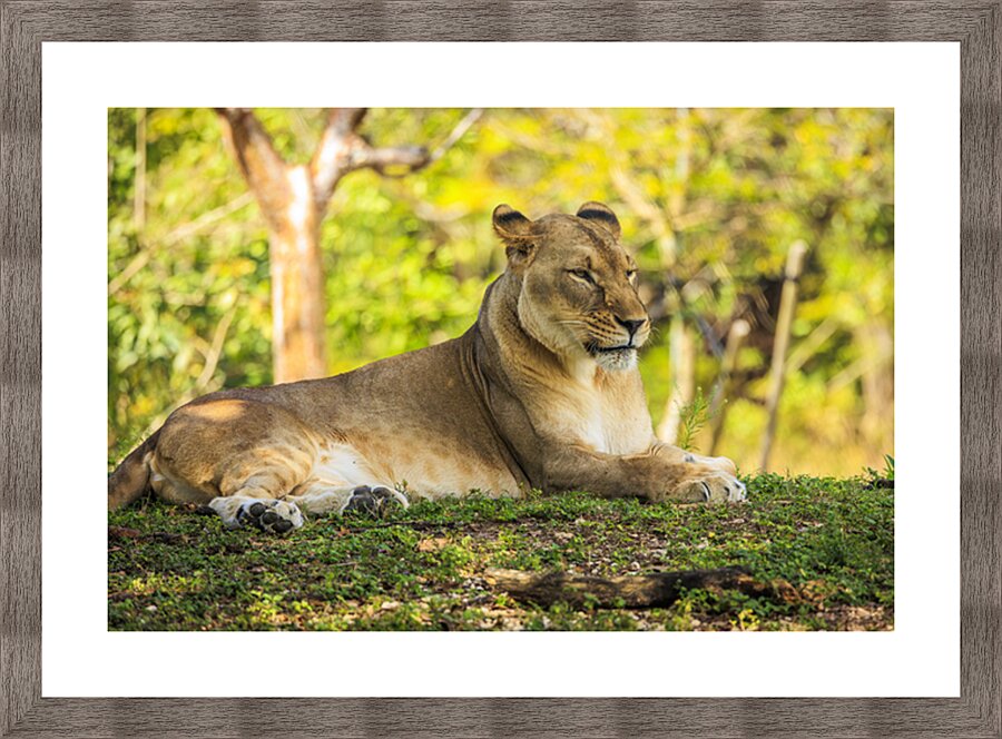Lioness Picture Frame print