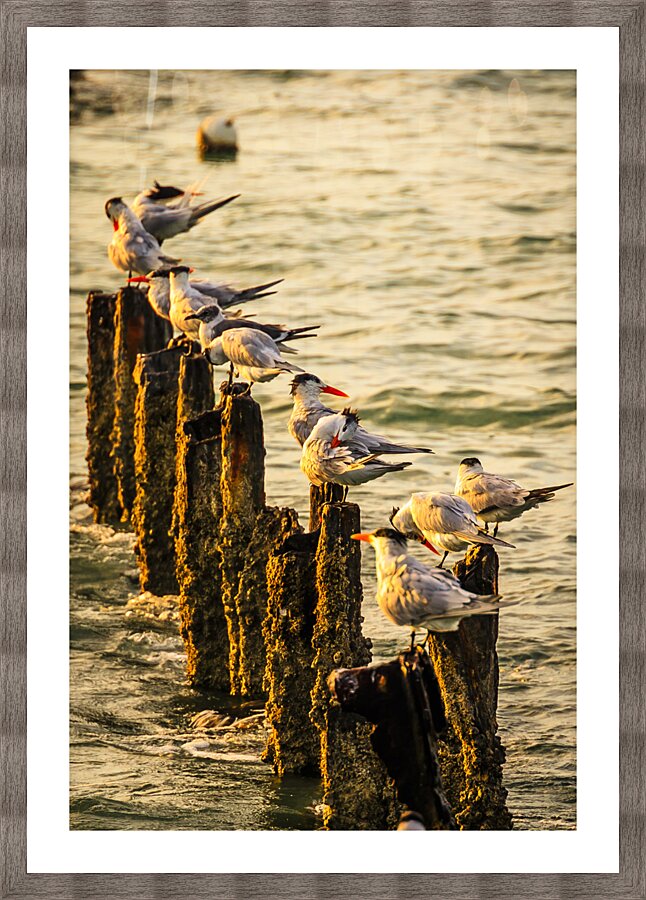 Birds at Sunrise Picture Frame print