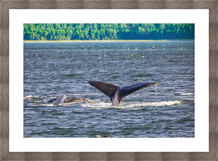 Store Alaska5L3A7728 Picture Frame print