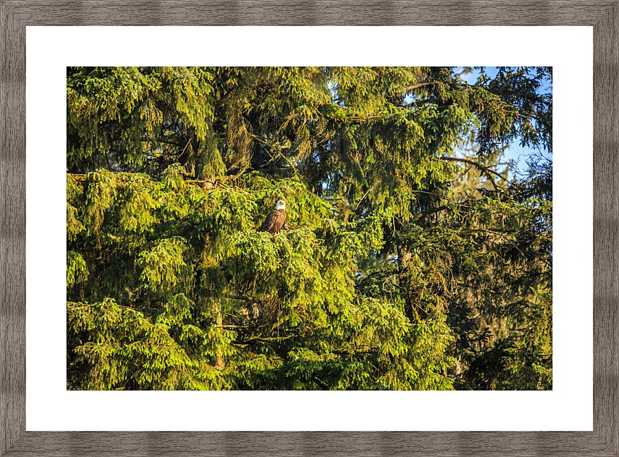 Store Alaska5L3A7987 Picture Frame print