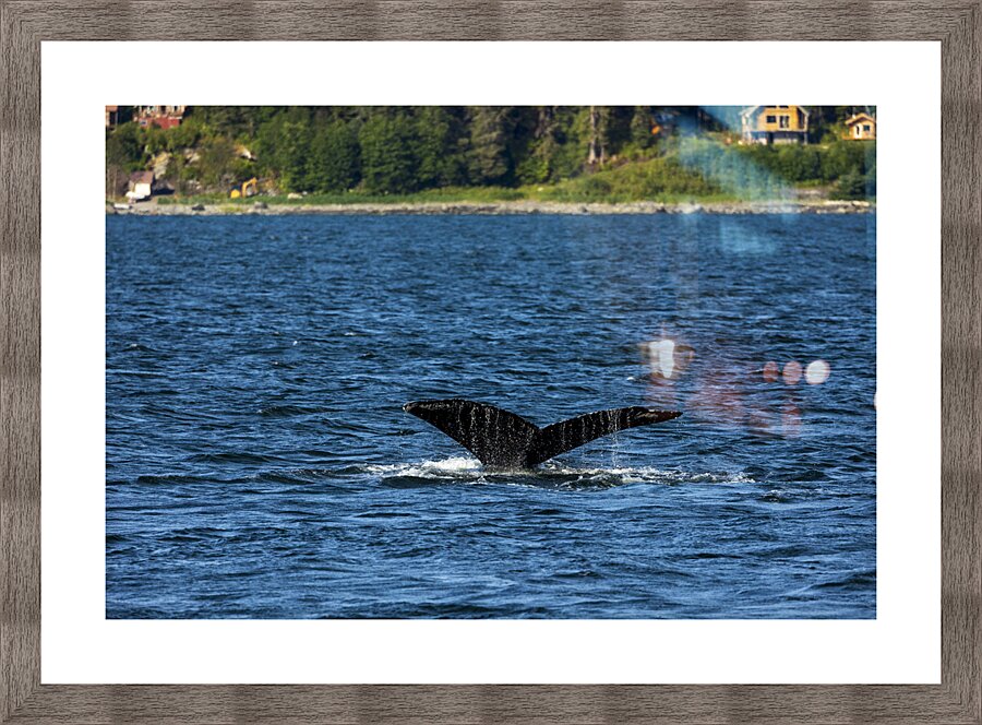 Store Alaska5L3A7652 Picture Frame print