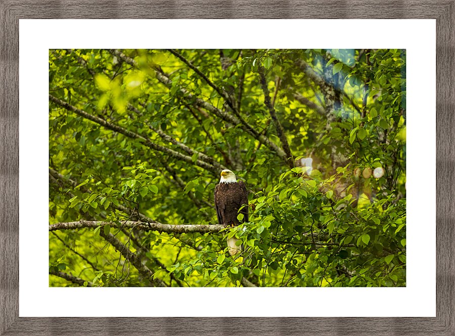 Store Alaska5L3A8325 Picture Frame print