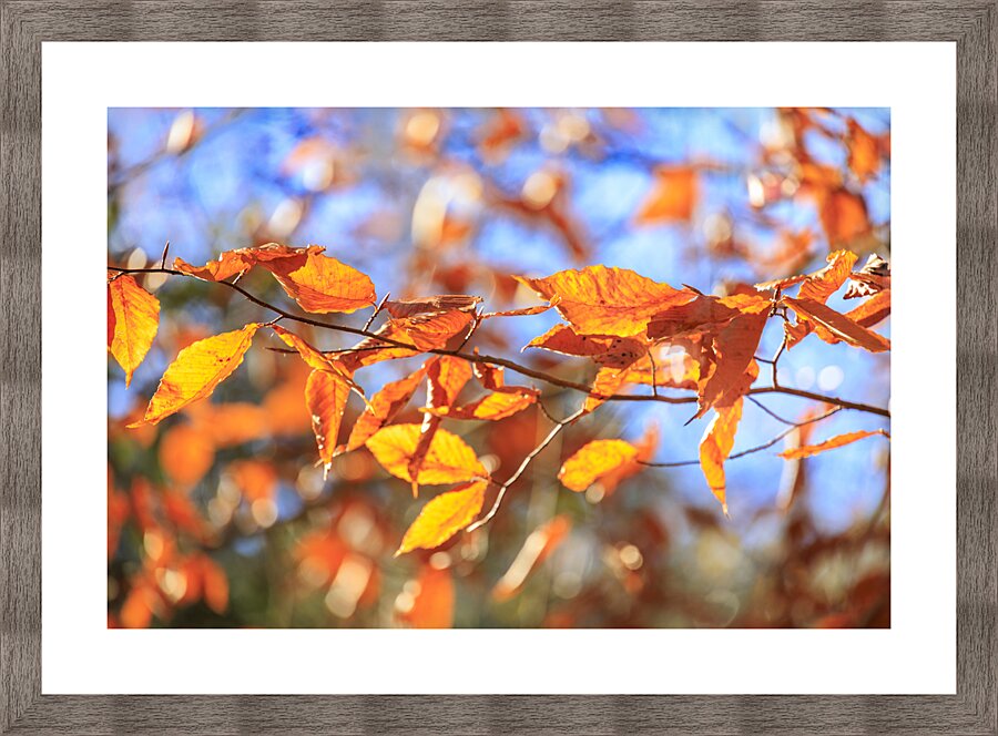 Store Georgia 5L3A0068 Picture Frame print