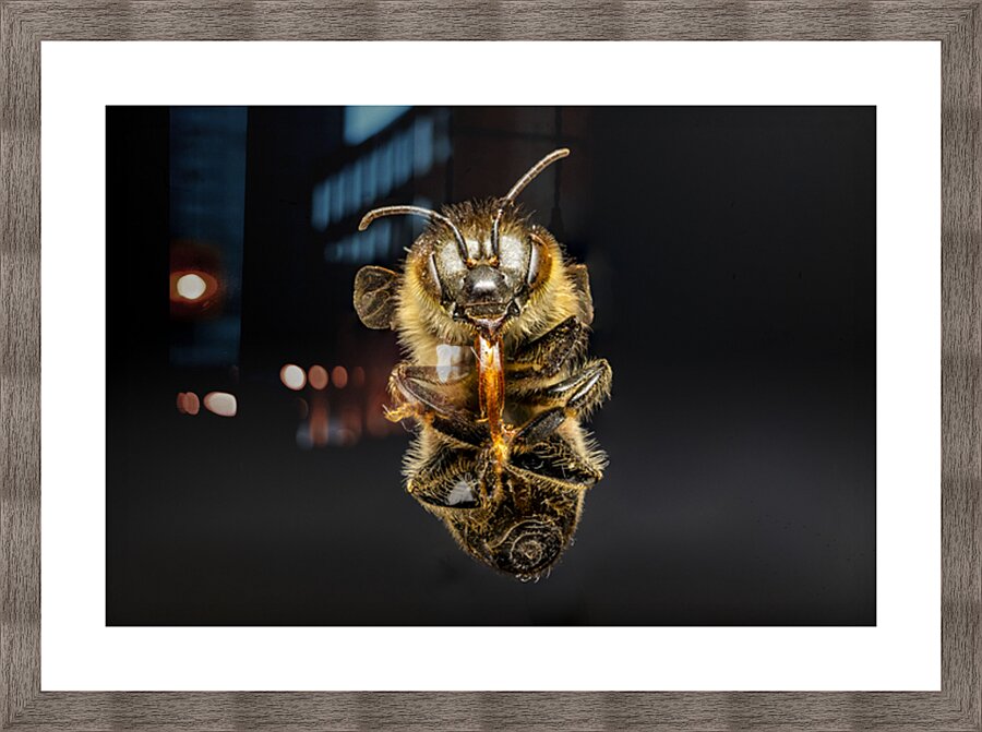 Store Macro 5L3A2811 Picture Frame print