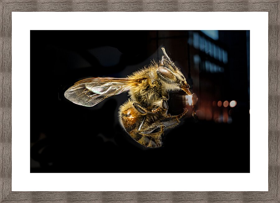 Store Macro 5L3A2775 Picture Frame print