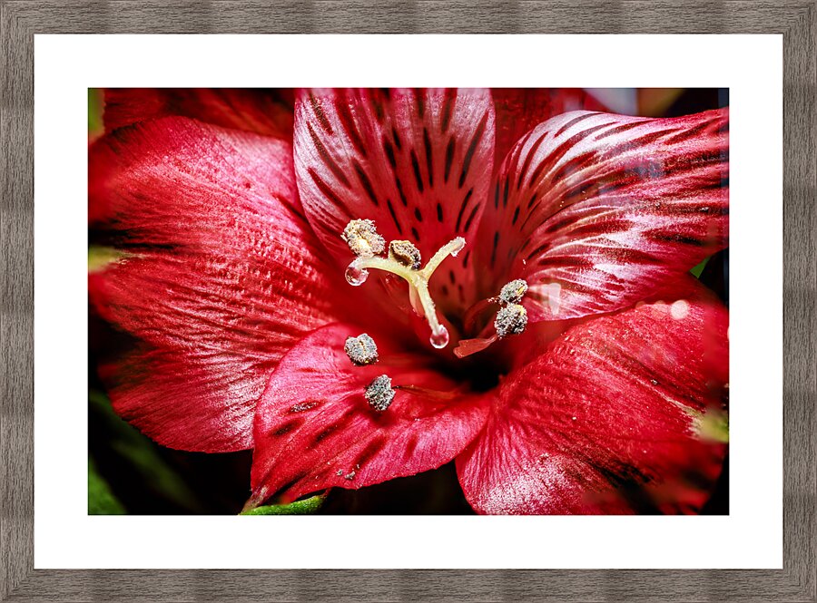 Store Macro 5L3A3569 Picture Frame print