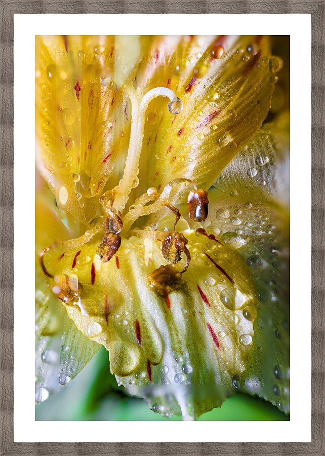 Store Macro 5L3A3699 Picture Frame print