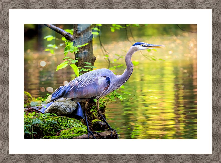 Store Vancouver 5L3A6854 Picture Frame print