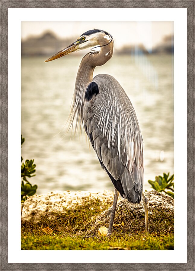 Store Key Biscayne AE2A9016 Picture Frame print