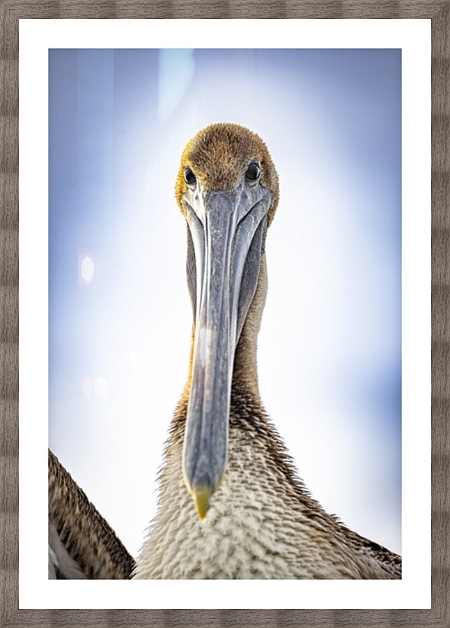 Store Dania Beach AE2A8738 Picture Frame print