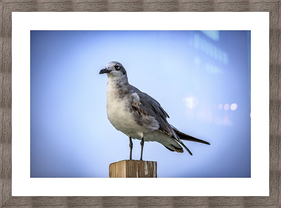 Store Dania Beach AE2A8868 Picture Frame print