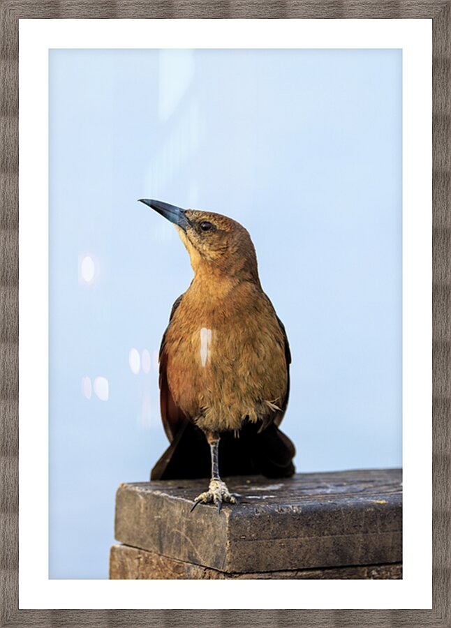 Store Dania Beach AE2A8779 Picture Frame print