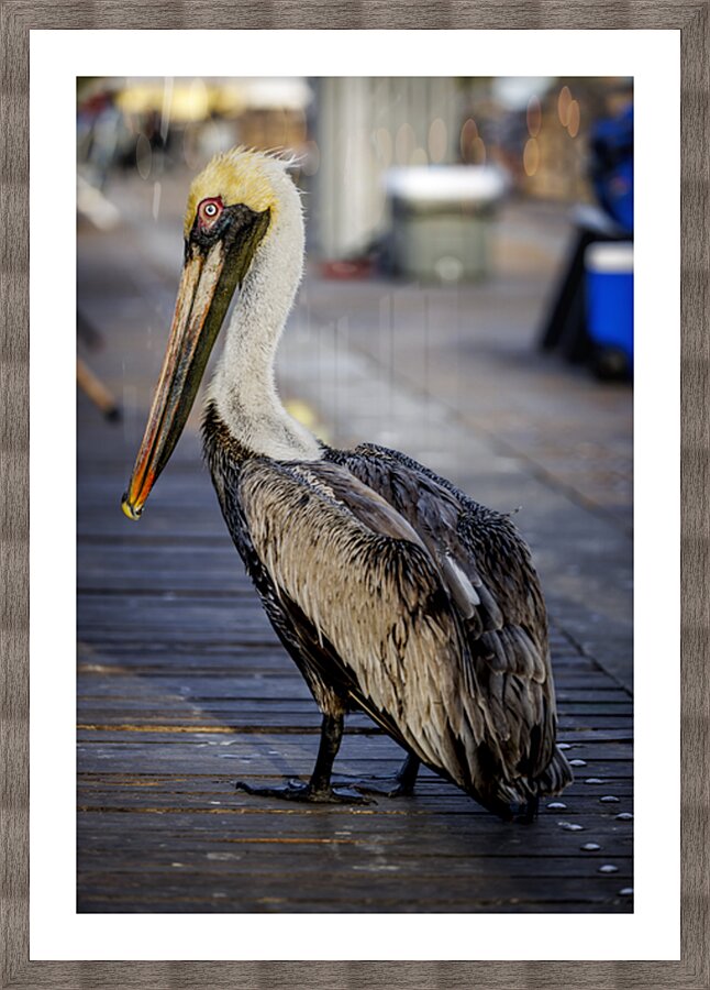 Store Dania Beach AE2A8718 Picture Frame print