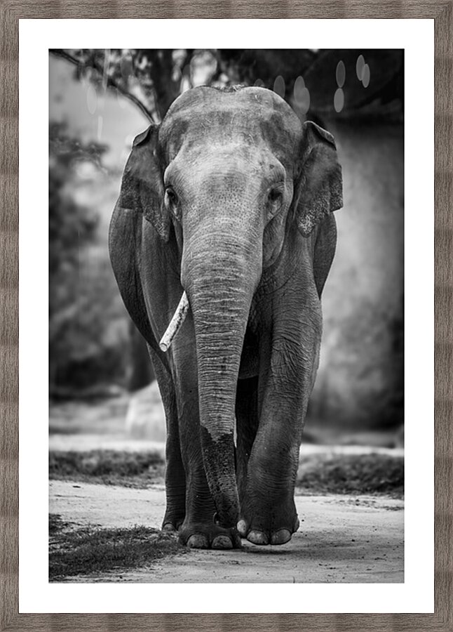 Wildlife 9 Picture Frame print