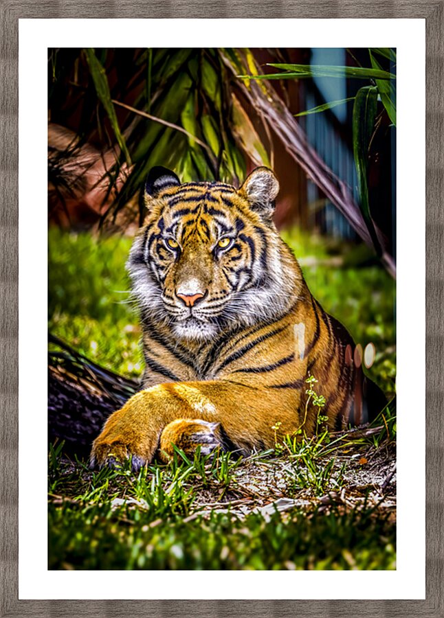 Wildlife 10 Picture Frame print