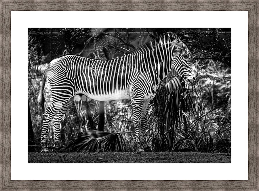 Wildlife 6 Picture Frame print