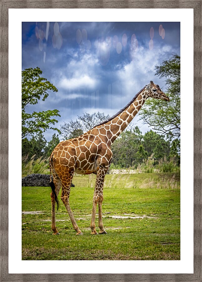 Wildlife 7 Picture Frame print