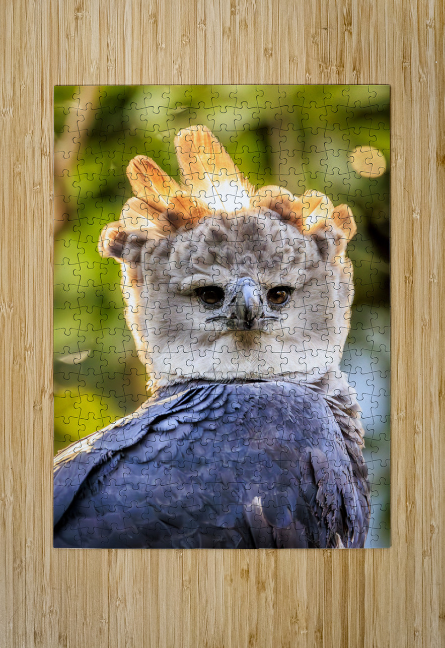 Harpy Eagle Tono Chavez Puzzle printing