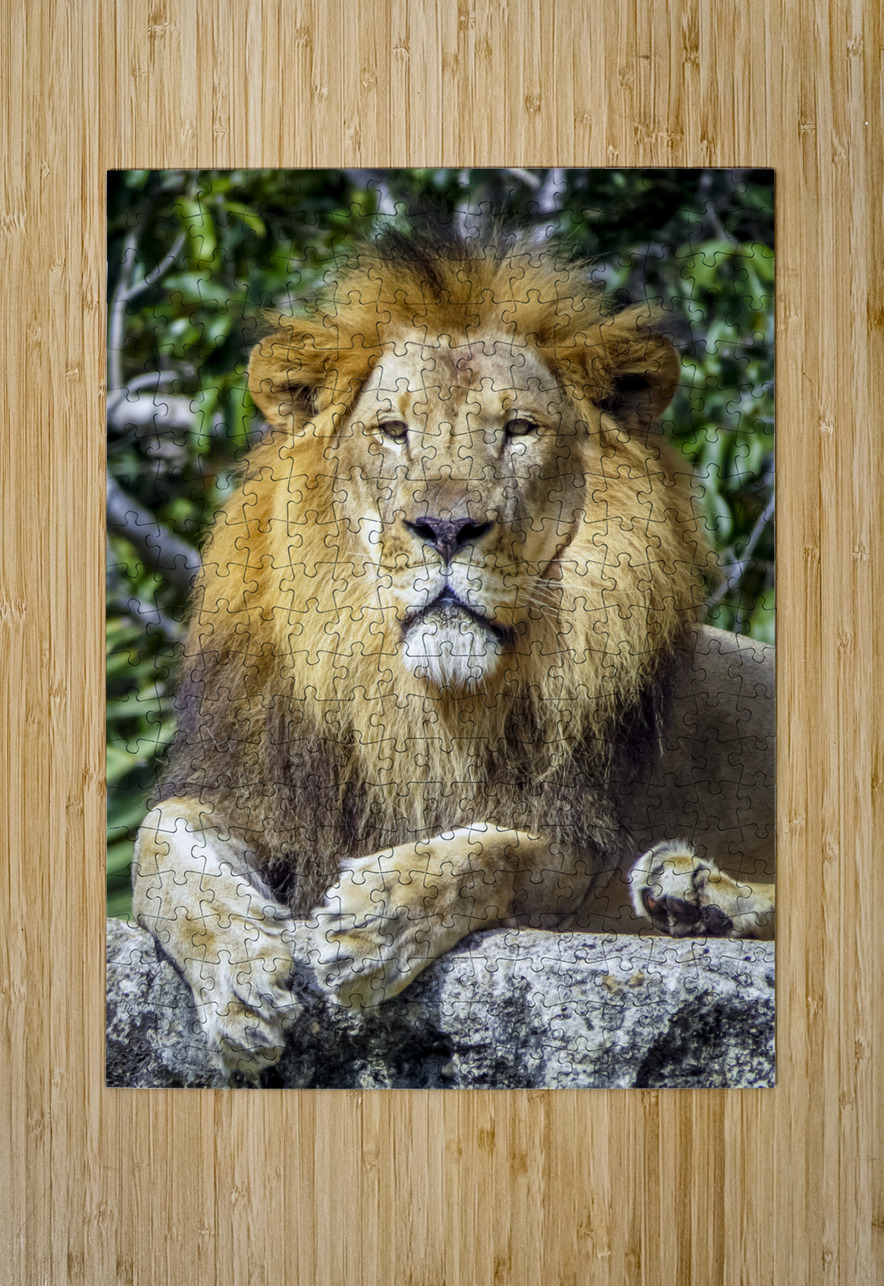 Lion Tono Chavez Puzzle printing