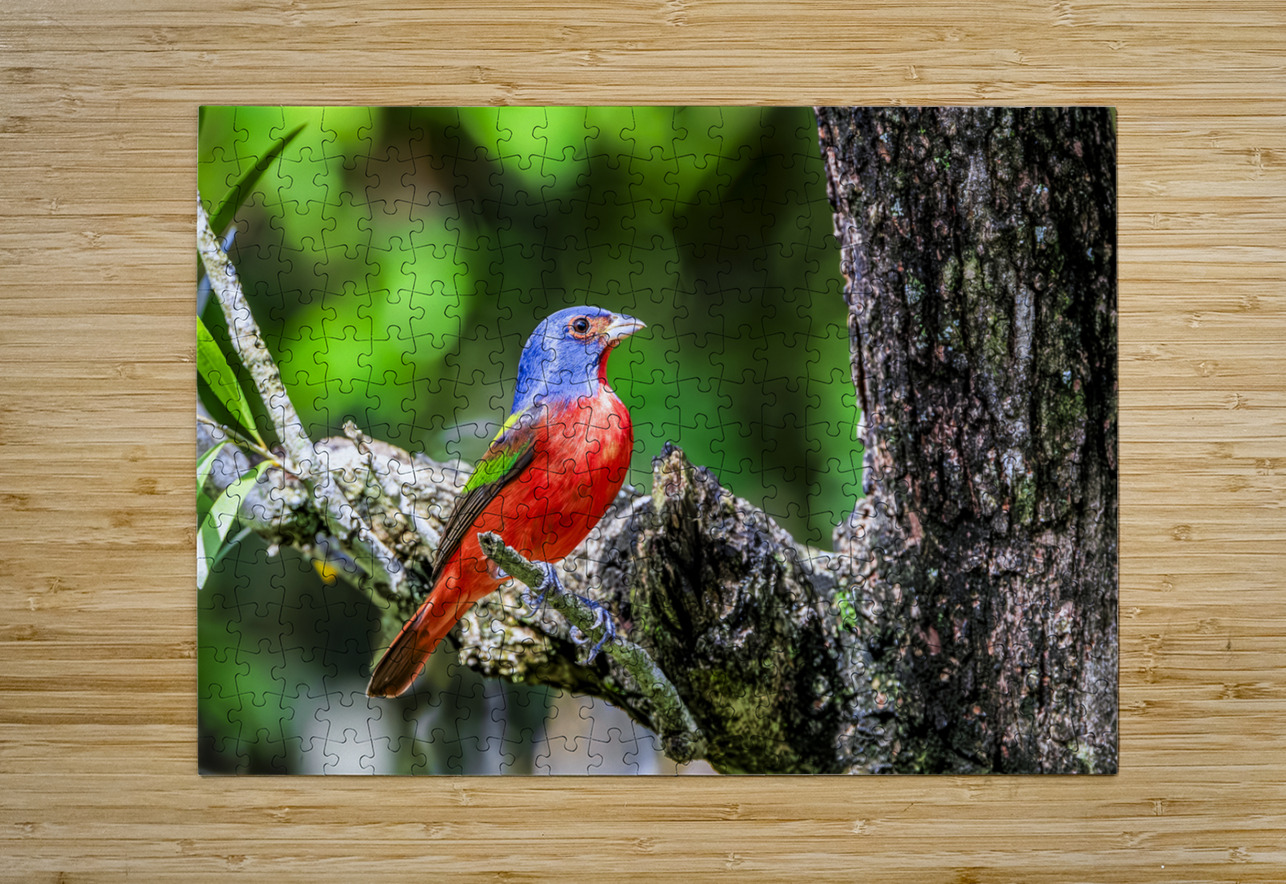 Painted bunting Tono Chavez Puzzle printing