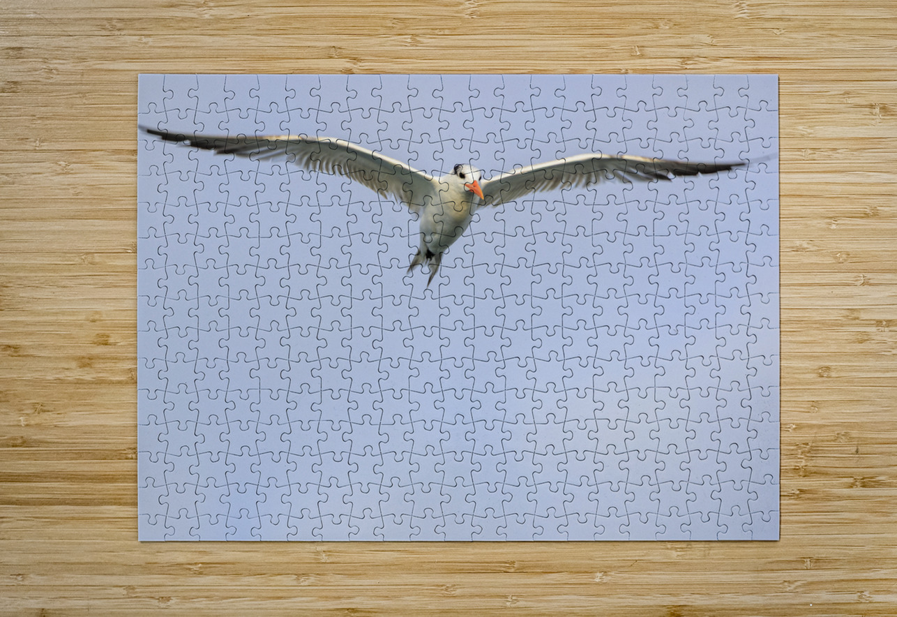 Store Dania Beach AE2A8747 Tono Chavez Puzzle printing