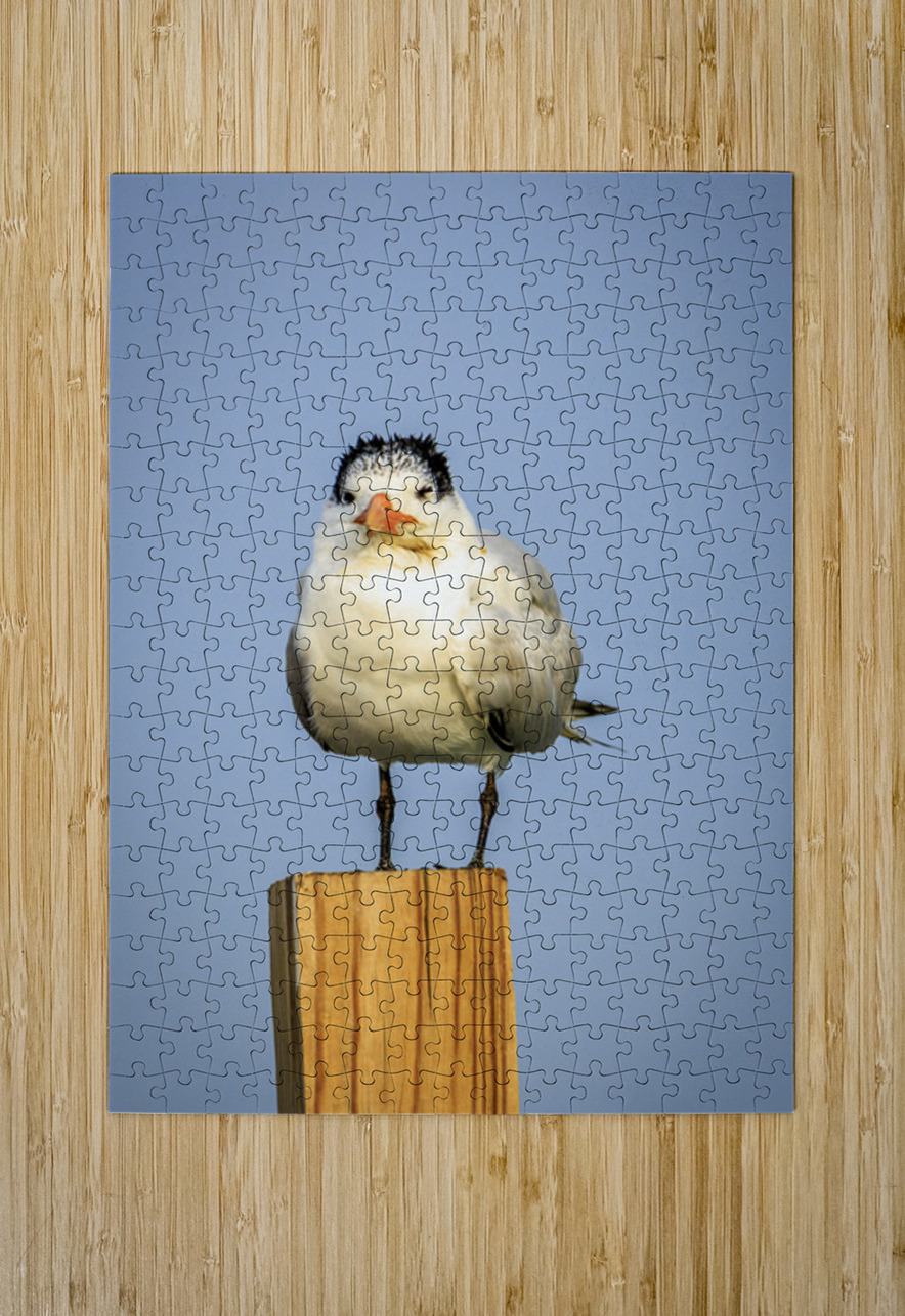 Store Dania Beach AE2A8826 Tono Chavez Puzzle printing