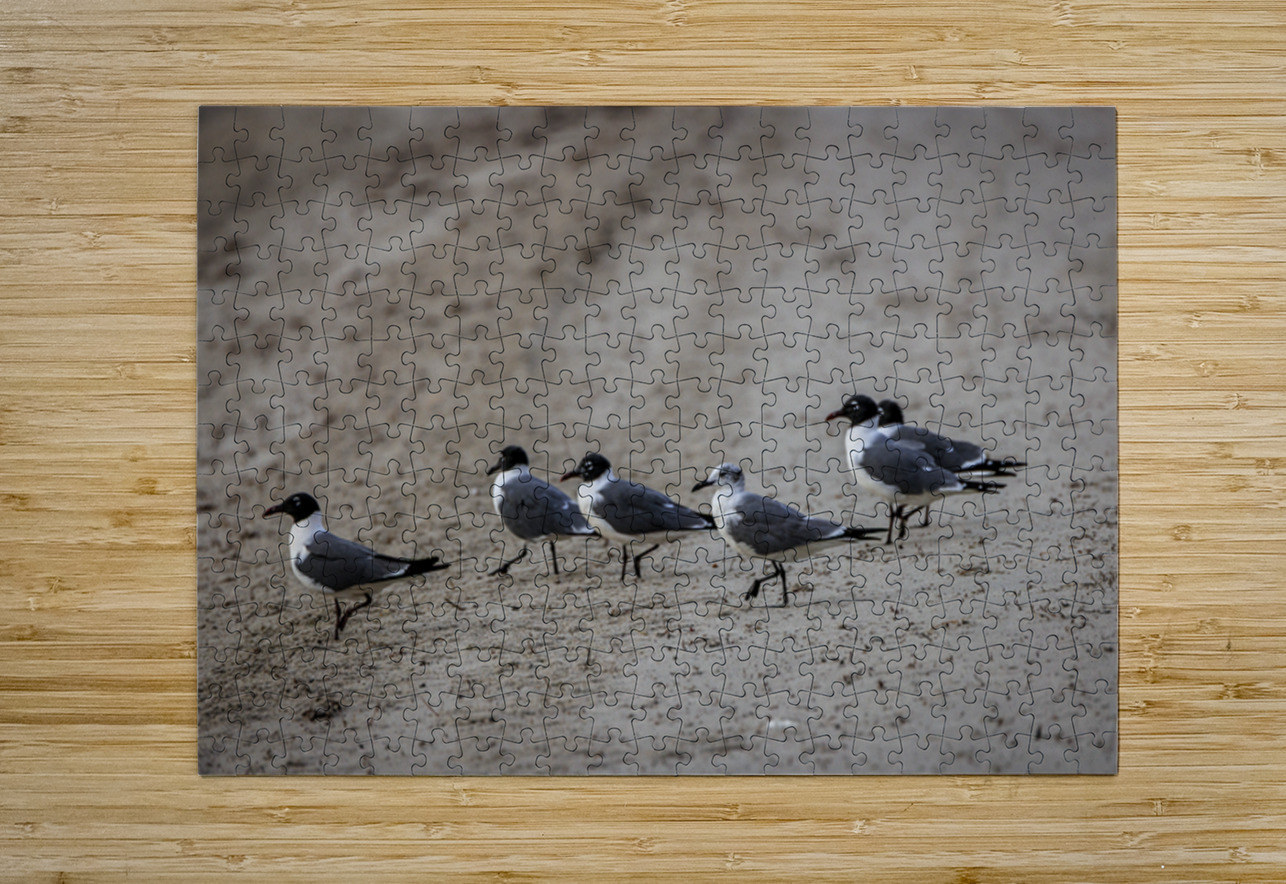 Store Dania Beach AE2A8947 Tono Chavez Puzzle printing