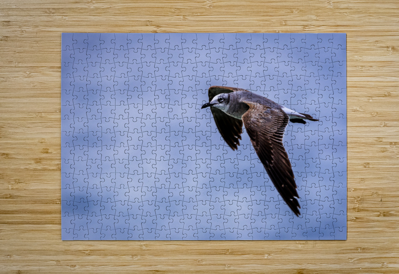 Store Dania Beach AE2A8885 Tono Chavez Puzzle printing