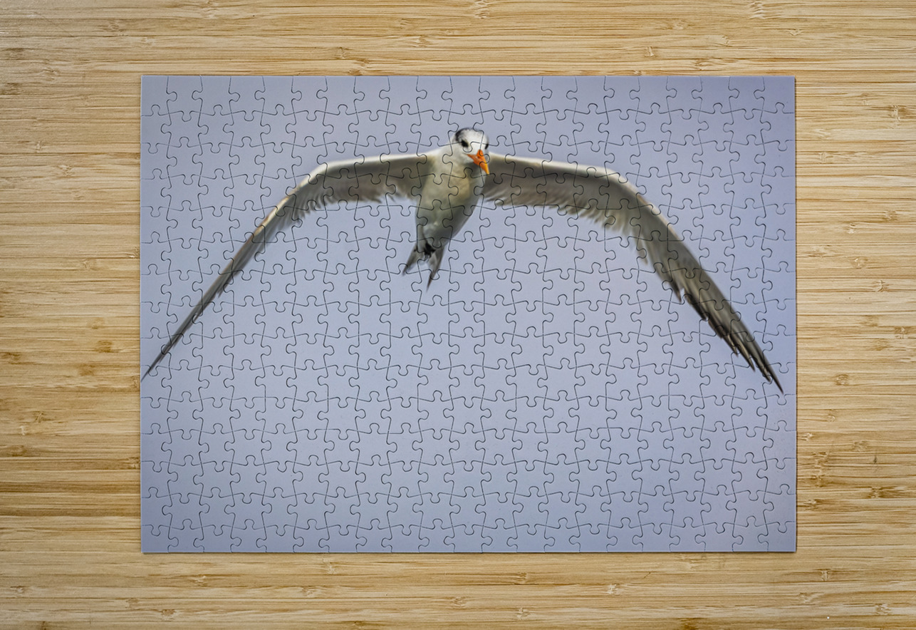 Store Dania Beach AE2A8748 Tono Chavez Puzzle printing