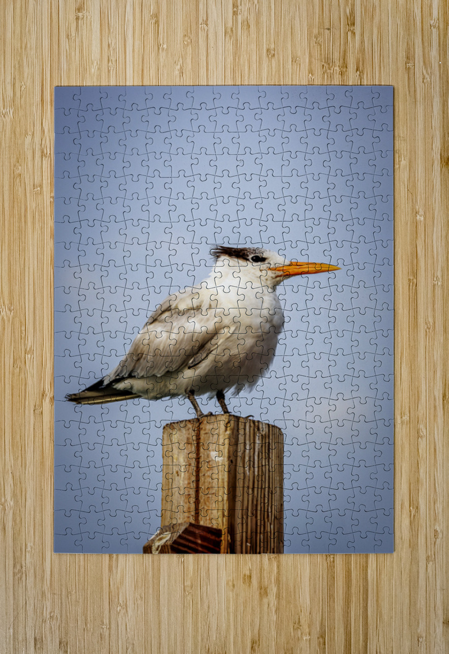 Store Dania Beach AE2A8709 Tono Chavez Puzzle printing