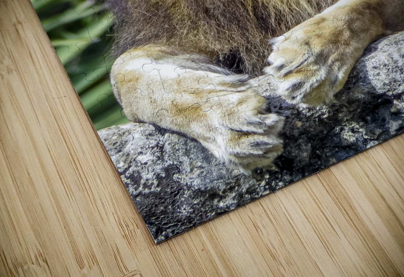 Lion Tono Chavez Puzzle